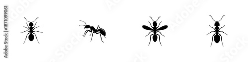 Different types of ants in silhouette showing various shapes and sizes