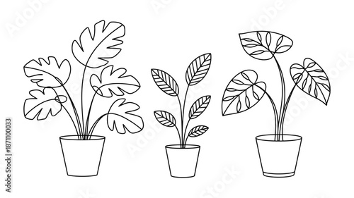 Monochrome vector sketch showcasing different types of decorative potted foliage