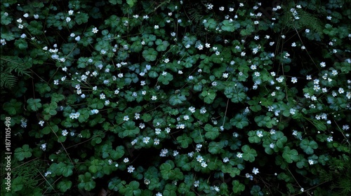 Abundant small white wildflowers bloom across a dense carpet of dark green foliage