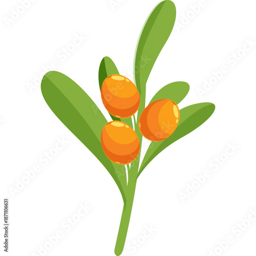 Branch with three ripe sea buckthorn berries and green leaves