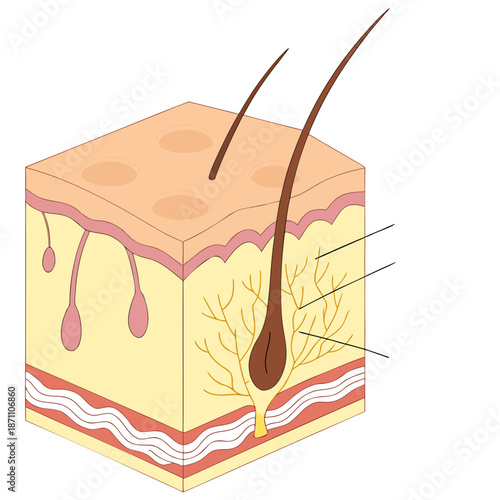 Detailed human skin layers cross section with hair follicle and glands diagram