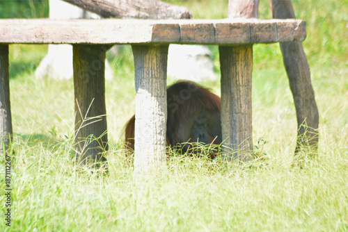 Bornean Orangutan Sitting in High Grass
