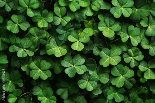 Wallpaper Mural St. Patrick's Day background with lush green clover leaves, shamrock pattern for holiday design Torontodigital.ca