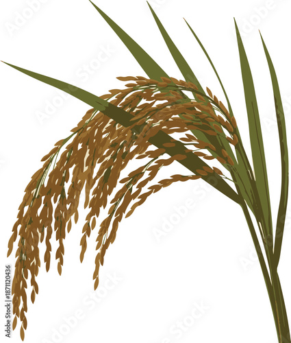 Golden rice plant with mature grain