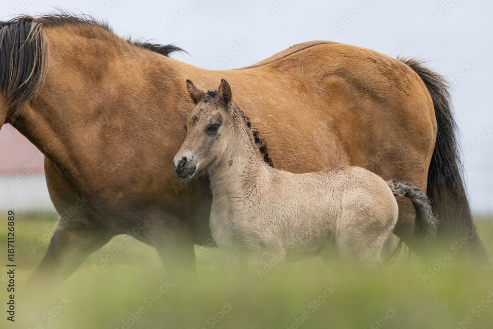 Fototapeta premium Island Pferd - Stute mit ihrem Fohlen in einer gelben Blumen Wiese