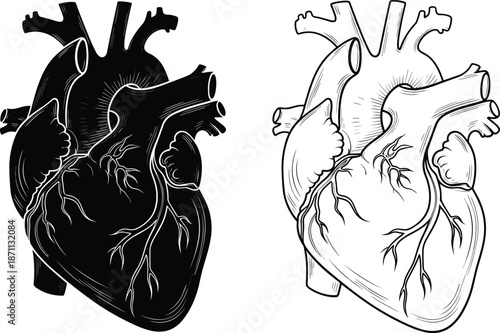 Anatomical human heart illustration set, realistic medical organ drawing in black and white, detailed cardiovascular anatomy, vintage style vector illustration