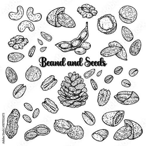 Bean and Seeds hand drawn doodle vintage art element