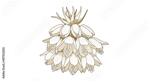 Elegant Sepia Botanical Drawing of Bell Shaped Fritillaria Flowers Isolated
