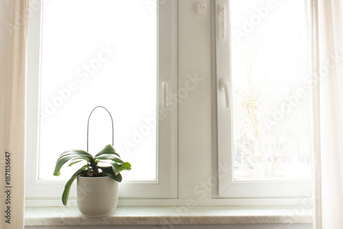Fotografía Green houseplant orchid in beige pot on  windowsill with bright window background