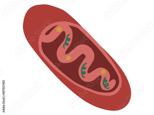 Hand Drawn Mitochondria Cell Anatomy
