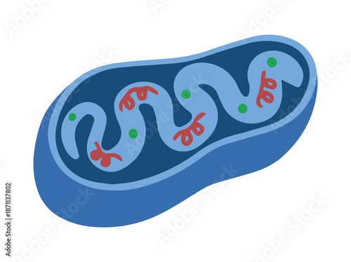 Mitochondria Cell Anatomy Clip Art
