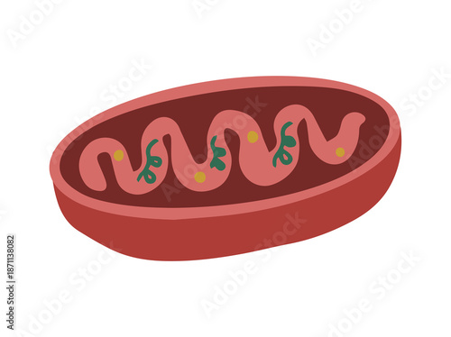 Structure Mitochondria Cell Anatomy Illustration
