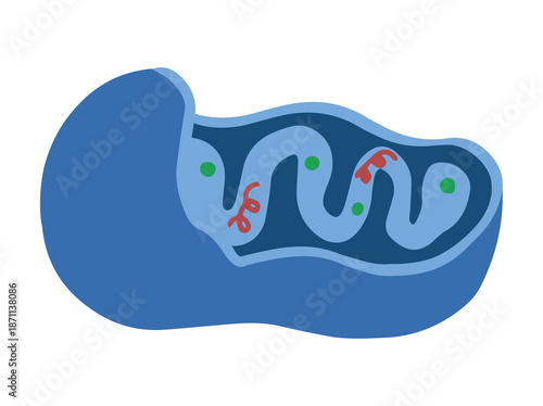 Structure Mitochondria Cell Anatomy Illustration
