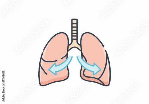 Human Lungs Respiratory Anatomy Medical Icon
