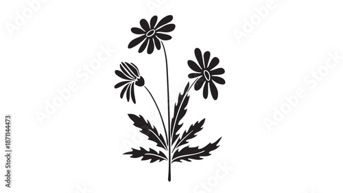 Delicate daisy flower arrangement with leaves a beautiful silhouette on transparent background