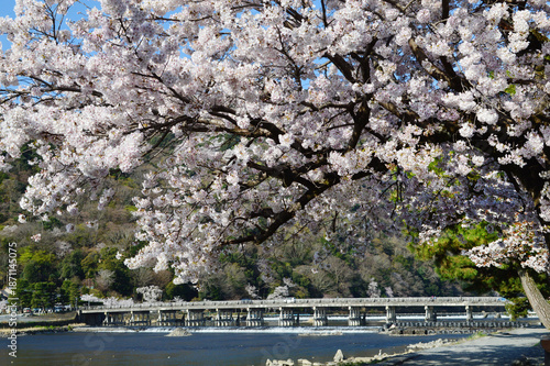 春爛漫の京都嵐山 満開の桜と渡月橋