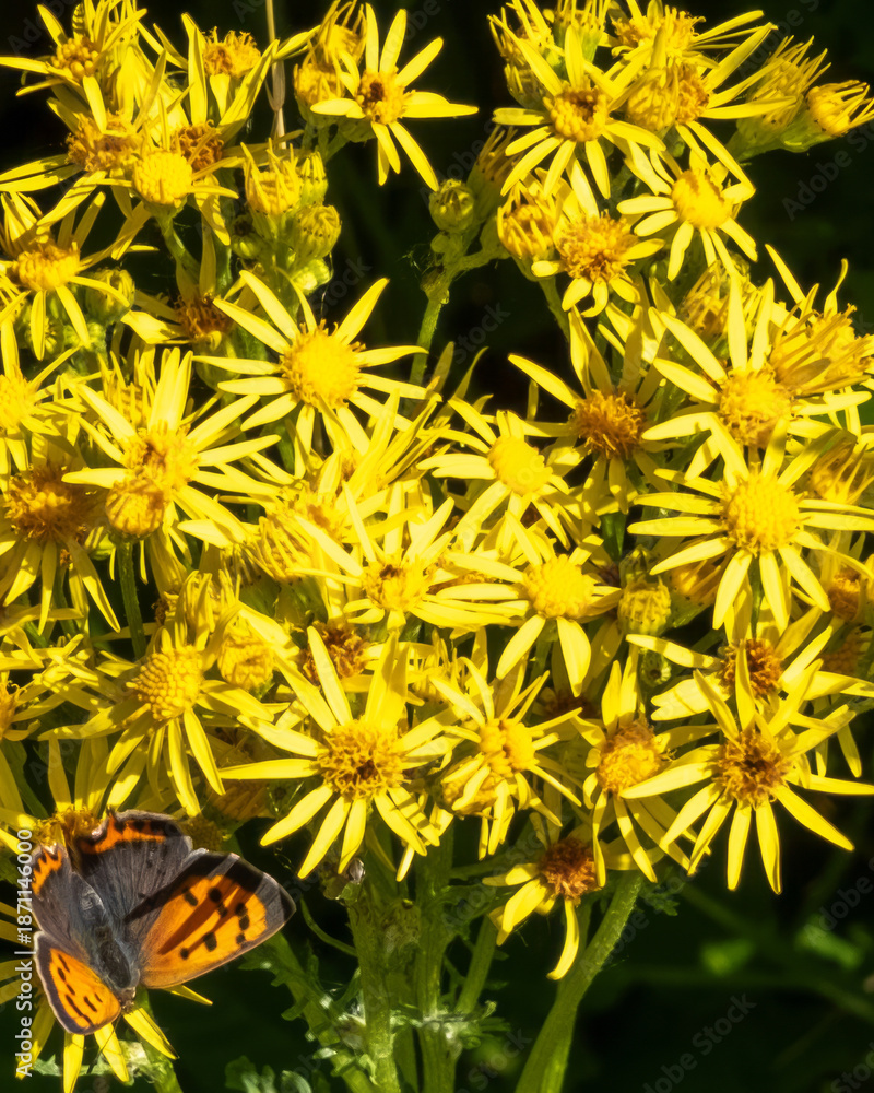 Fototapeta premium Colorful butterfly resting on vibrant yellow flowers in a sunny garden setting