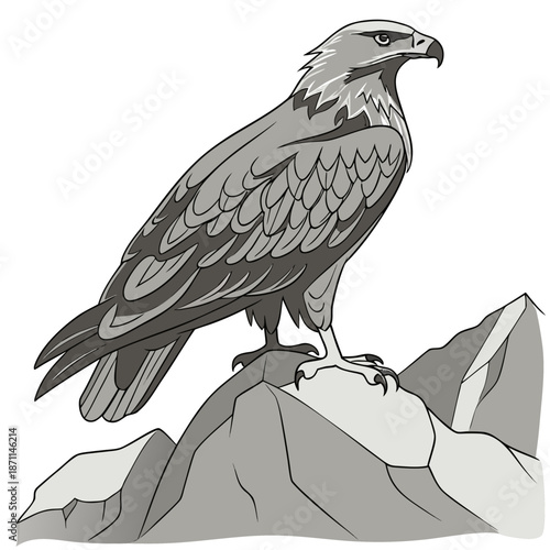 Gray eagle standing on rocky outcrop bird wildlife