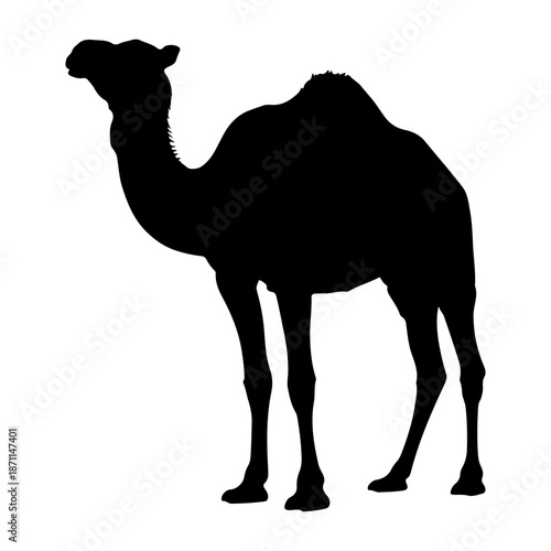 Silhouette of a dromedary camel standing against a white background Vector