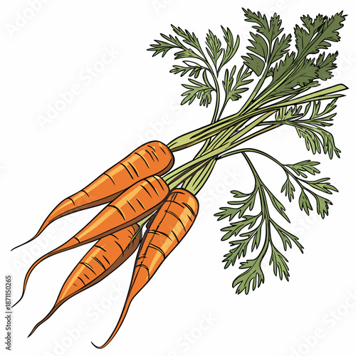 Bunch of three orange carrots with green leafy tops 1