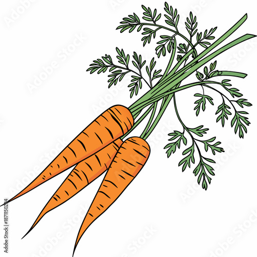 Bunch of two orange carrots with green leafy tops vegetables