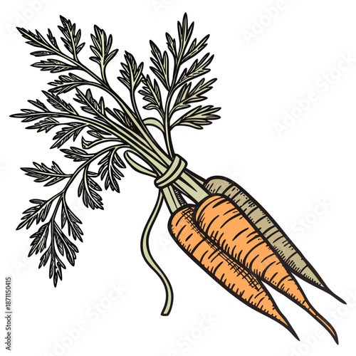 Bunch of two orange carrots tied with leafy green tops