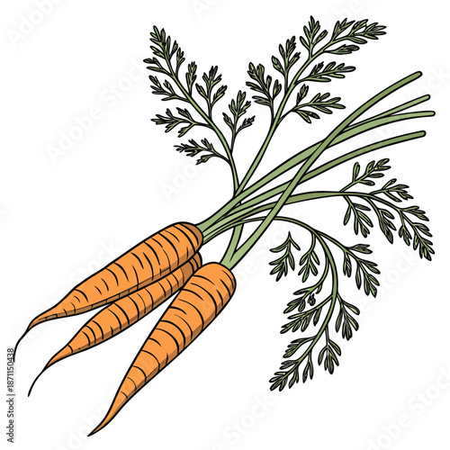 Bunch of two orange carrots with green leafy tops arranged horizontally