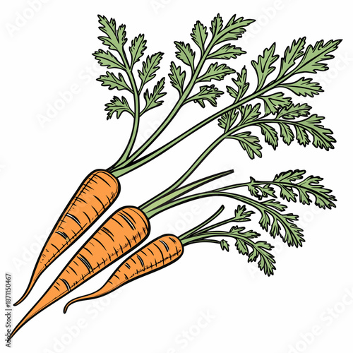 Multiple orange carrots with green leafy tops grouped together