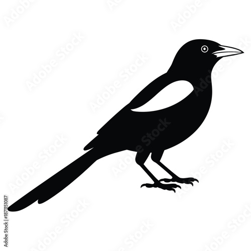 Black silhouette of a magpie standing on white background