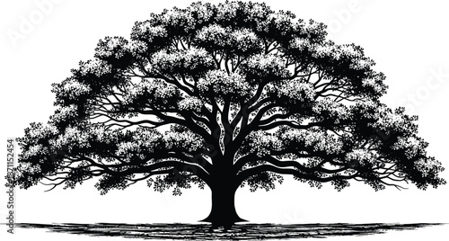 Majestic ancient oak tree silhouette with detailed branches and leaves, black and white nature illustration, isolated on white background, landscape art