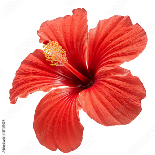 Bright Red Hibiscus Flower With Detailed Petals and Pollen on Display