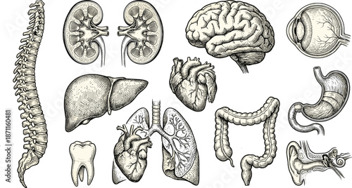 Human internal organs anatomical illustration, labeled body parts for biology and medical education, health science chart, flat vector illustration