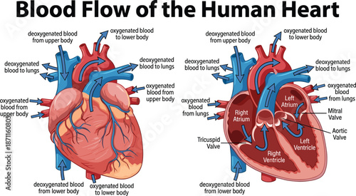 Blood flow of human heart diagram, labeled cardiovascular anatomy chart for medical education and biology learning, flat vector illustration