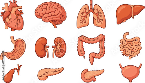 Cartoon internal human organs grid, cute anatomy illustration for kids education, smiling body parts set, flat vector illustration