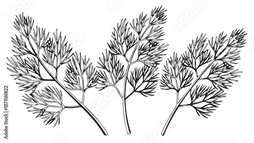 Black and white botanical illustration of fennel sprigs with feathery leaves and slender stems.