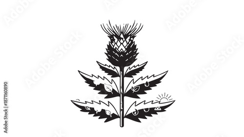 Monochrome illustration of a tall thistle plant with spiky leaves and flowering bloom.
