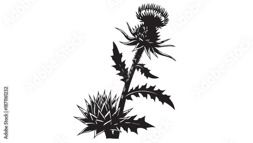 Silhouette of a tall spiky thistle plant with textured leaves and bloom.