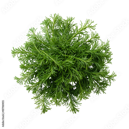 Overview of Dill Herb Plant With Green Leaves Against White Background in Day...