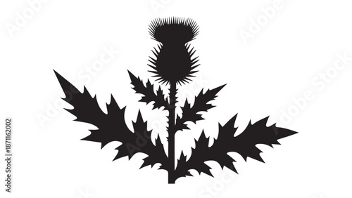 Silhouette of a Thorny Thistle Plant with Spiny Leaves in Monochrome.