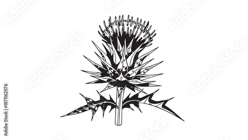 Monochrome illustration of a spiny thistle plant with detailed leaves and seedhead.
