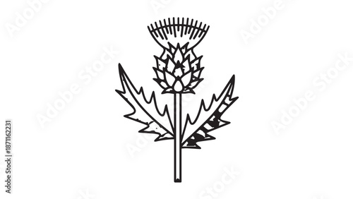 Monochrome illustration of a thistle plant with spiky leaves.