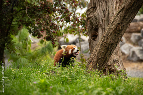 red panda bear