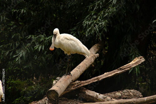 white ibis in the zoo