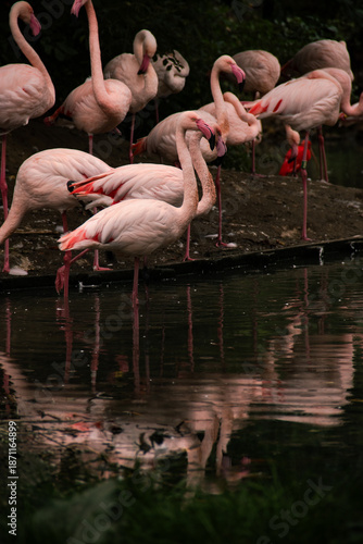 flamingos in the water