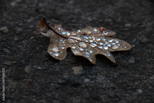drops of water on a leaf