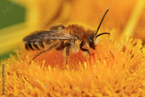 Closeup on a male Pantaloon bee, Dasypoda hirtipes on a yellow flower