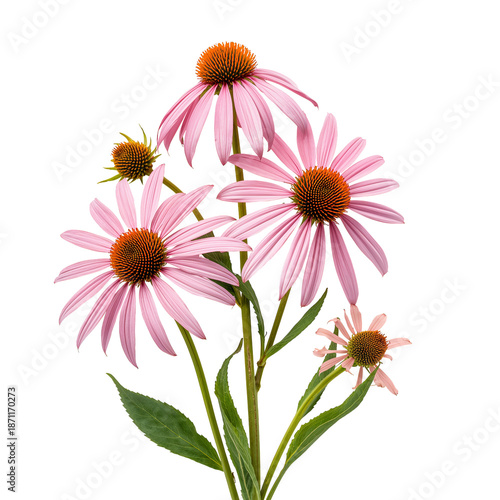 Three Bright Pink Flowers With Orange Centers Stand Upright Against a White B...