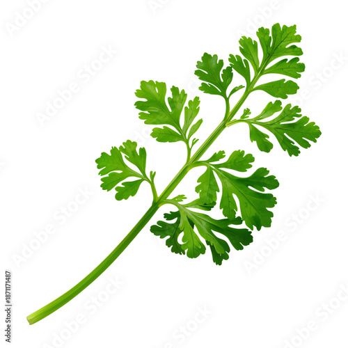 Fresh Green Cilantro Sprig Shows Vibrant Leaves on a White Background