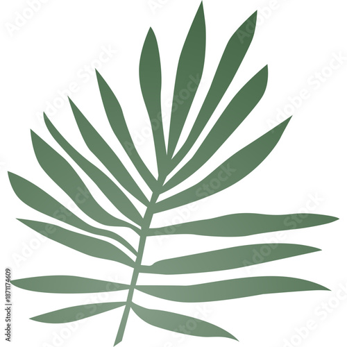 Green Palm Frond