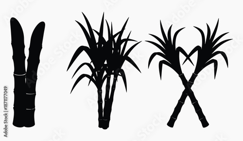 Silhouette of sugarcane plants in various stages